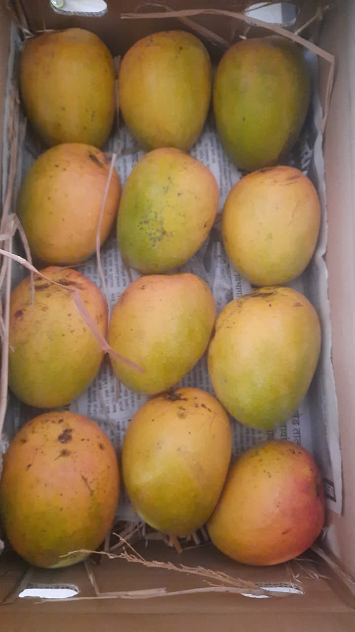 alphanso mangoes