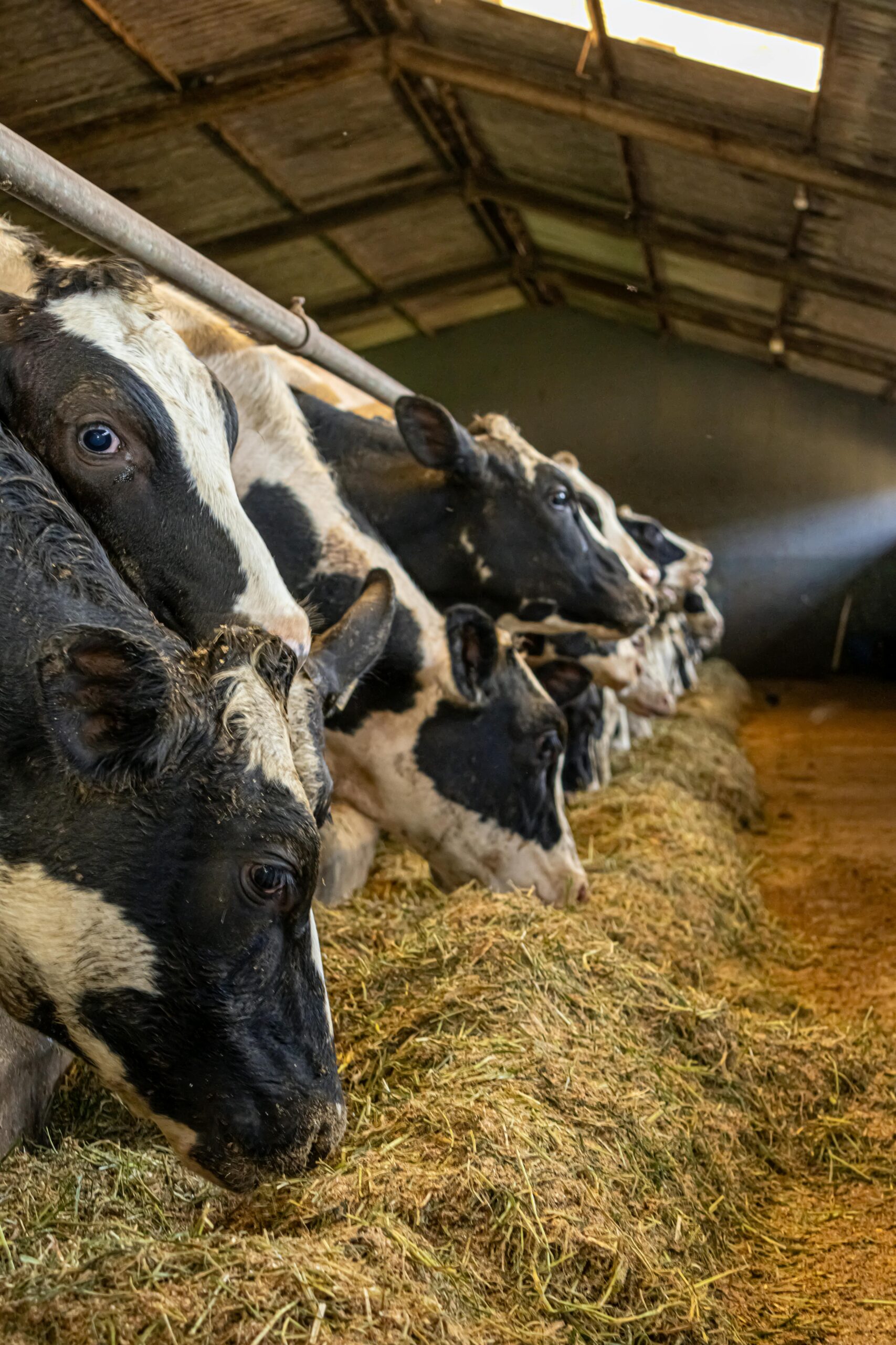 Holstein cows line up for feeding in a misty barn in Ambewela, Sri Lanka.