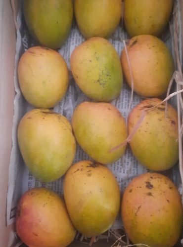alphanso mangoes